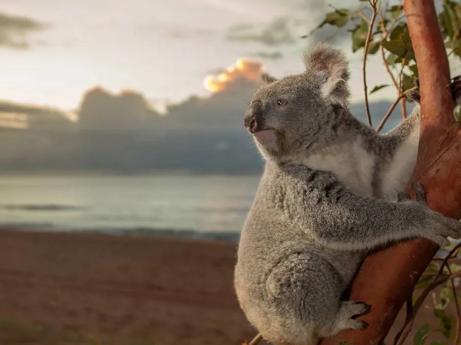A koala in a eucalyptus tree overlooking an Australian beach